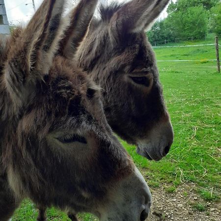 Gite Aux Anes Avec Spa Menetou-Ratel Extérieur photo