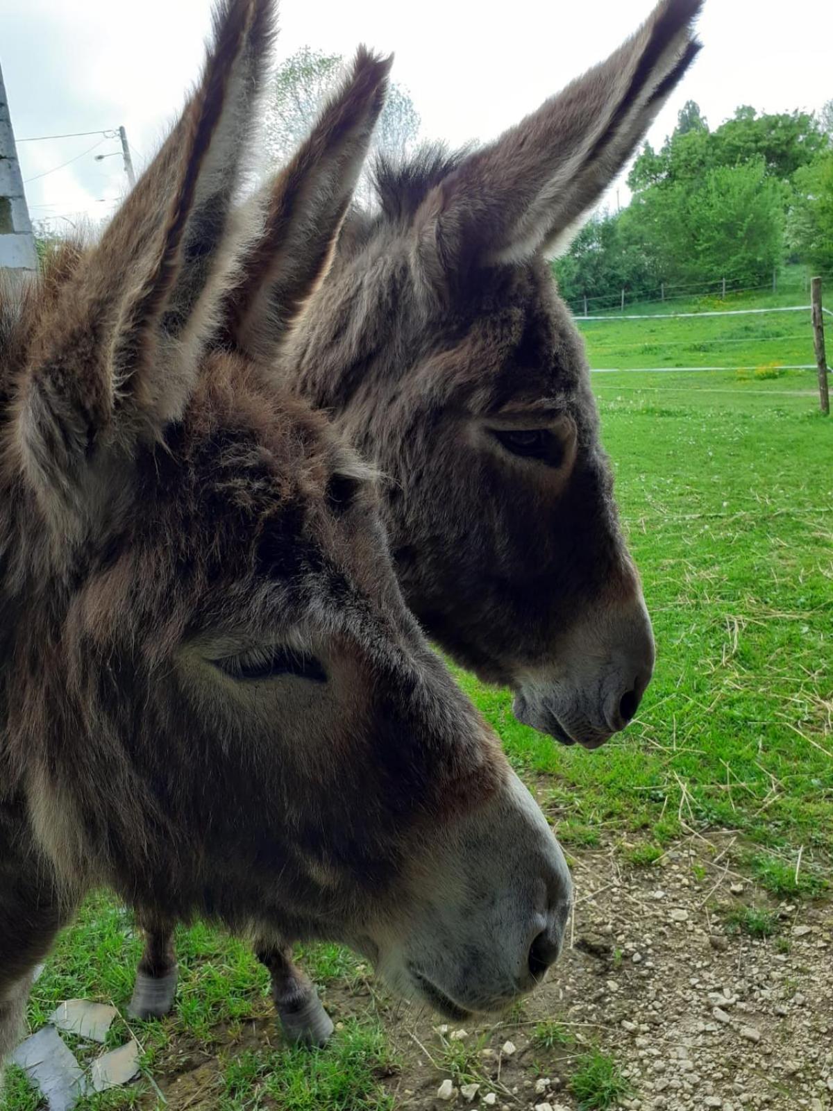 Gite Aux Anes Avec Spa Menetou-Ratel Extérieur photo
