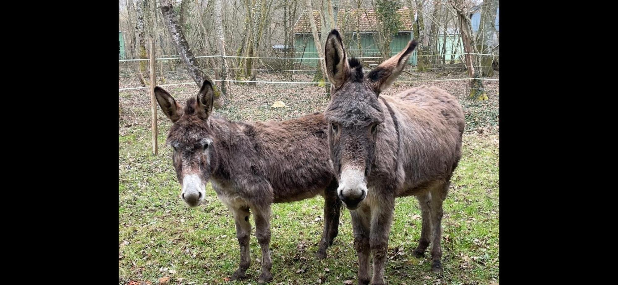 Gite Aux Anes Avec Spa Menetou-Ratel Extérieur photo